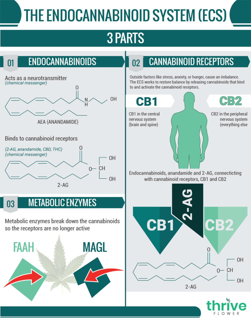 The Endocannabinoid System