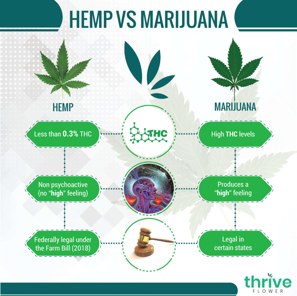 what is the difference between hemp and marijuana