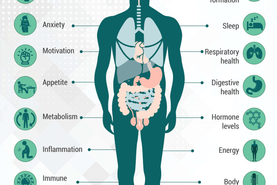 endocannabinoid system