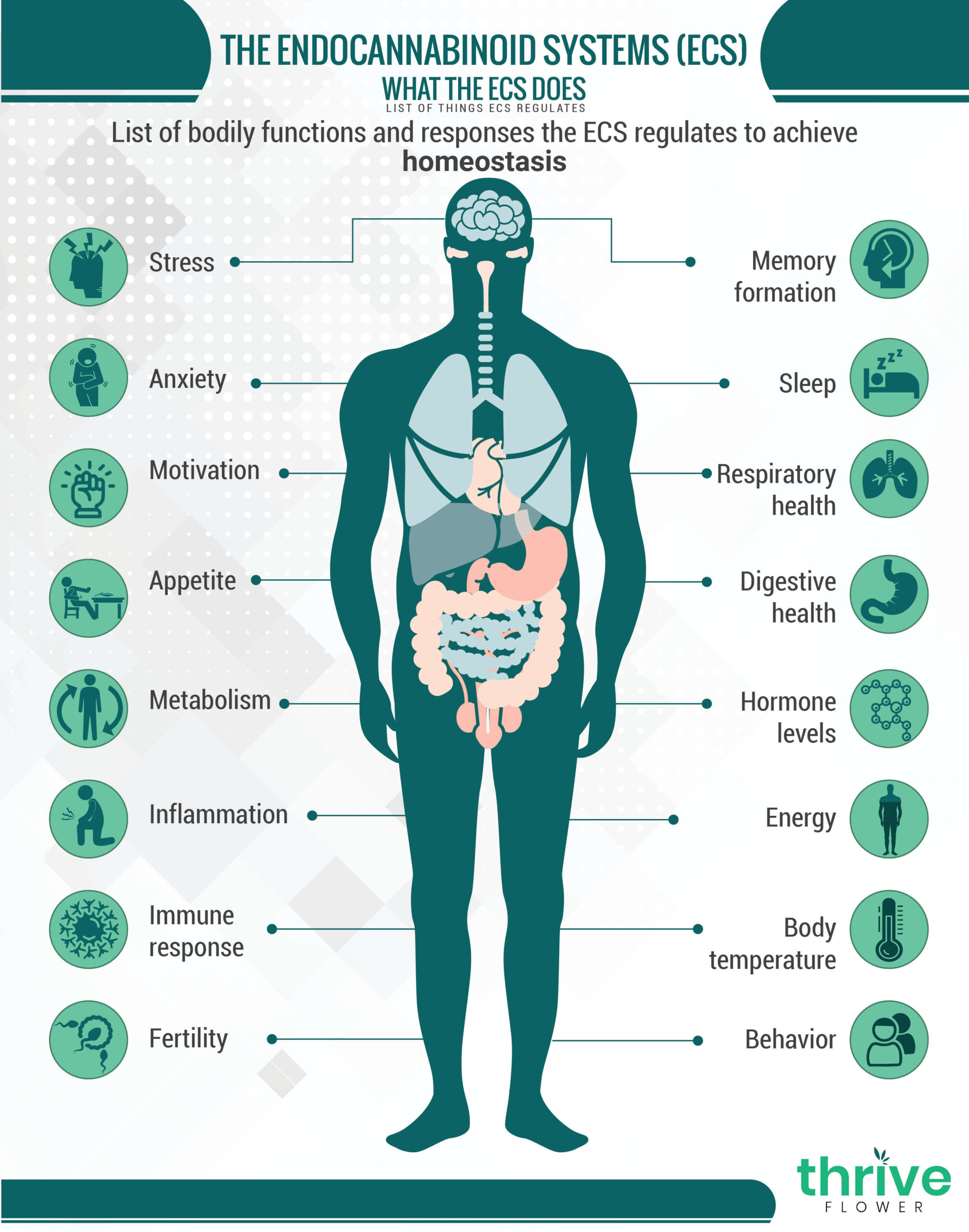 The Endocannabinoid System Explained Easy
