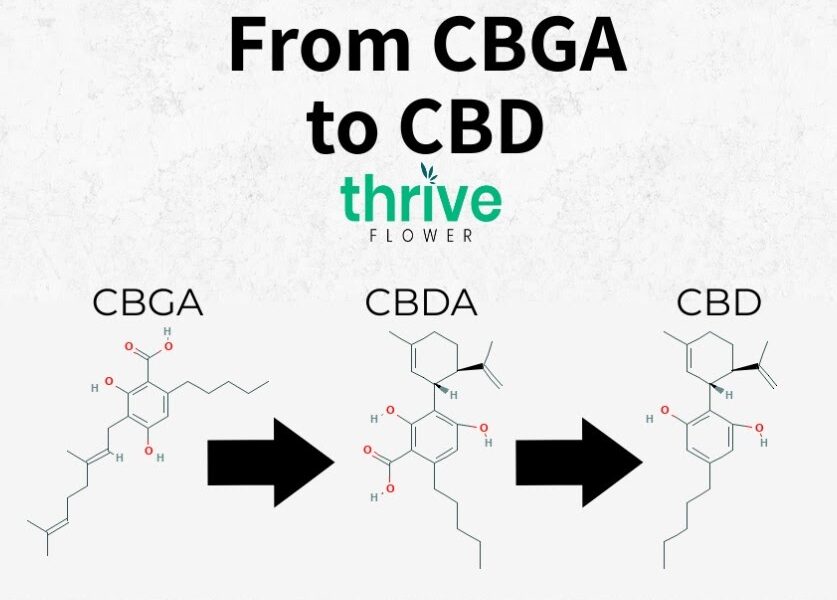 cbda vs cbd