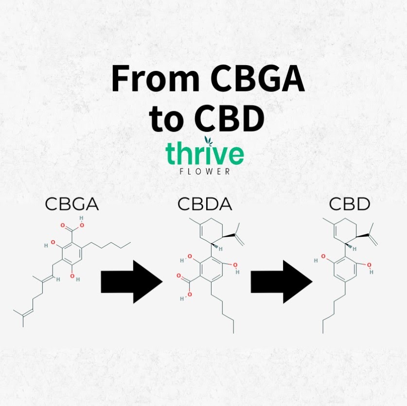 CBDa vs CBD: Are They Different and Which is the Best?